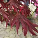 Acer palmatum 'Trompenburg' - Foto 3