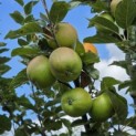 Malus domestica 'Jacques Lebel' - Foto 5