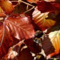 Fagus sylvatica 'Atropunicea' - Afbeelding