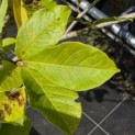 Magnolia Loebneri 'Merrill' - Foto 4