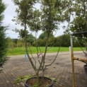Quercus ilex - 3