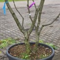 Quercus ilex - sterk stammenspel