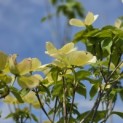 Cornus x rutban 'Aurora' - Foto 1