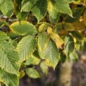 Carpinus betulus 'Frans Fontaine' - 1