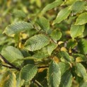 Carpinus betulus 'Frans Fontaine' - 2