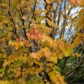 Cercidiphyllum japonicum - Foto 5