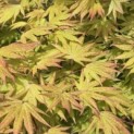 Acer shirasawanum 'Autumn Moon' - 6
