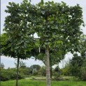 Tilia x europaea 'Euchlora' - Foto 2