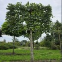 Tilia x europaea 'Euchlora' - Foto 3