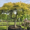 Acer palmatum 'Dissectum' - Foto 1