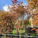 Acer palmatum 'Trompenburg' - 2