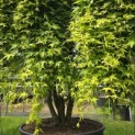 Acer palmatum 'Ryusen' - 3