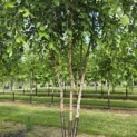 Betula nigra - 3