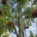 Sorbus 'Dodong' - 2