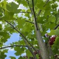 Liriodendron tulipifera - Foto 1