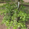 Fagus sylvatica - 2