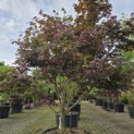 Acer palmatum 'Bloodgood' - 1