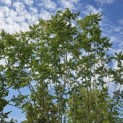 Koelreuteria paniculata - Foto 1