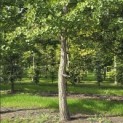 Ginkgo biloba - Foto 1