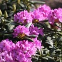 Rhododendron Roseum Elegans - Afbeelding bloei