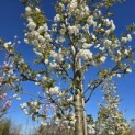 Prunus serrulata 'Shirotae' - Foto 4