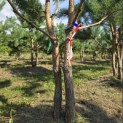 Pinus sylvestris - Foto 1