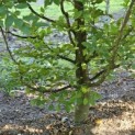 Carpinus betulus - 2