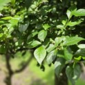 Styrax japonicus - 1
