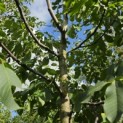 Juglans regia 'Broadview'' - Foto 3