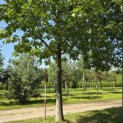 Quercus rubra - 5