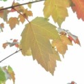 Acer rubrum 'Summer Red' - 7