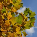 Liriodendron tulipifera - impressie herfstverkleuring tulpenboom