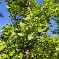 Ginkgo biloba - 2