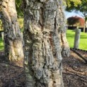 Quercus Suber - 8