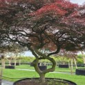 Acer palmatum 'Garnet' - 2