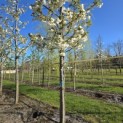 Prunus serrulata 'Shirotae' - Foto 2