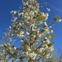 Prunus serrulata 'Shirotae' - Foto 3