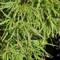 Acer palmatum 'Dissectum' - Foto 1