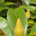 Magnolia grandiflora 'Goliath' - 2