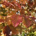 Parrotia persica - 2