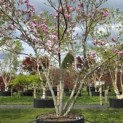 Magnolia 'Susan' - 4