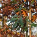 Quercus Palustris - Foto 1