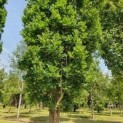 Quercus robur 'Fastigiata'