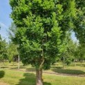 Quercus robur 'Fastigiata'