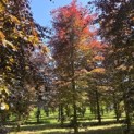 Fagus sylvatica 'Atropunicea' - 1