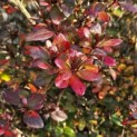 Rododendron Azalea 'Stewartstonian' - 3
