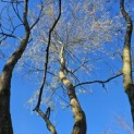 Salix x sepulcralis 'Chrysocoma' - 1