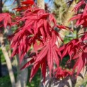 Acer palmatum 'Atropurpureum' - Foto 3