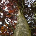 Fagus sylvatica 'Atropunicea' - juni 2026