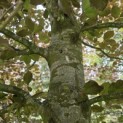 Fagus sylvatica 'Atropunicea' - 5